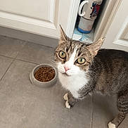 Flocon participe au concours pour gagner de l'argent avec cette photo : cat, pet, animal, feline, food_bowl, kibble, kitchen, tile_floor, cabinet, mug, curious, indoor, domestic, whiskers, green_eyes, white_paws, gray_fur, tabby, looking_up, floor