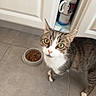 Flocon a rejoint le concours — aidez-le/la à gagner de superbes lots ! cat, tabby_cat, pet, indoor, kitchen, food_bowl, curious, green_eyes, white_cabinet, tile_floor, mug, stacked_mugs, domestic_animal, feline, looking_up, whiskers, pink_nose, four_paws, household, close_up