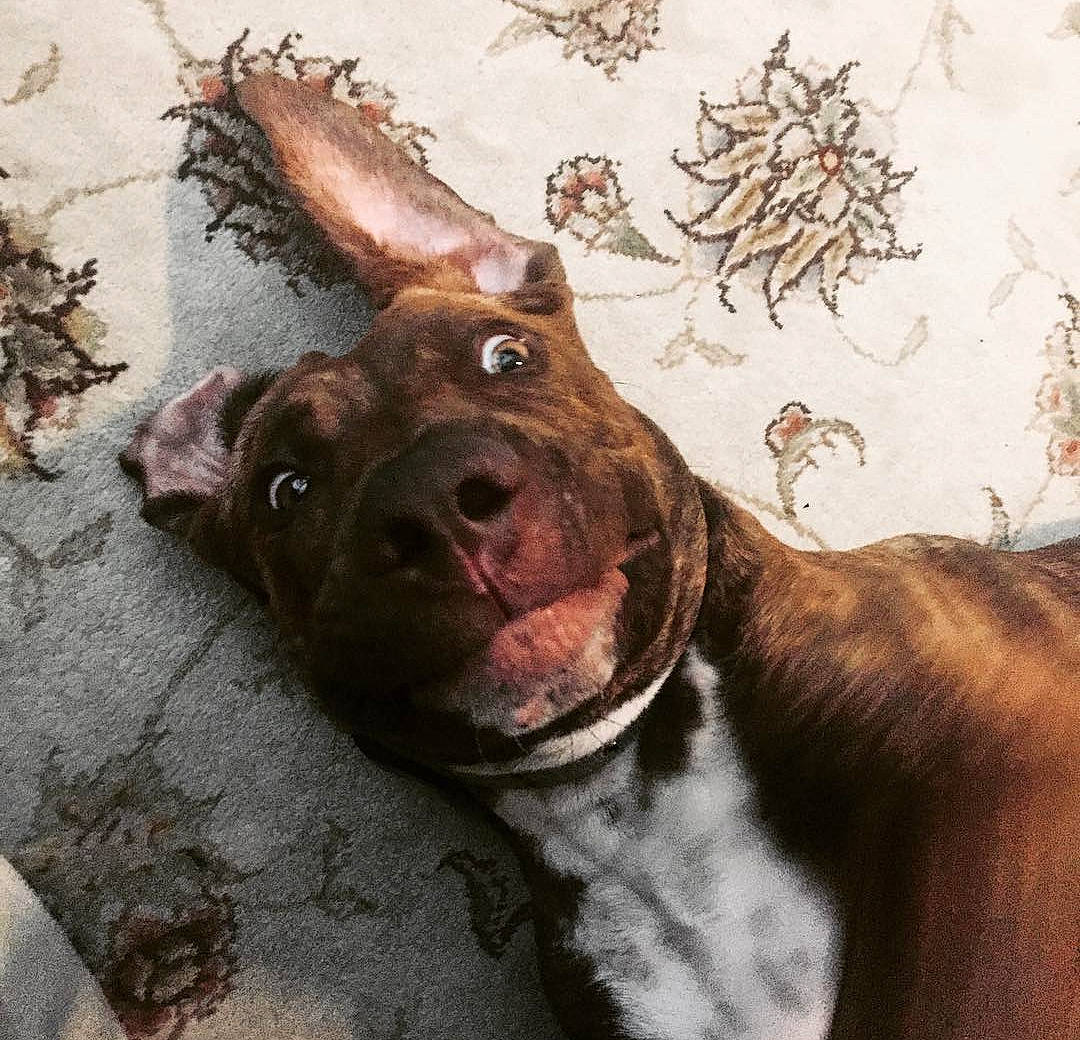 Havoc joined the competition — help win amazing prizes! art, bovine, canidae, carnivore, companion_dog, dog, dog_breed, fawn, jaw, liver, livestock, painting, snout, sporting_group, suidae, terrestrial_animal, visual_arts, whiskers, wildlife, working_animal