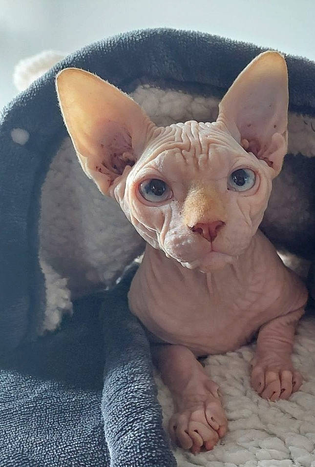 Uppercut a rejoint le concours — aidez-le/la à gagner de superbes lots ! art, canidae, carnivore, companion_dog, dog_breed, donskoy, ear, eye, fawn, felidae, fur, head, liver, sculpture, snout, sphynx, tail, terrestrial_animal, toy, whiskers