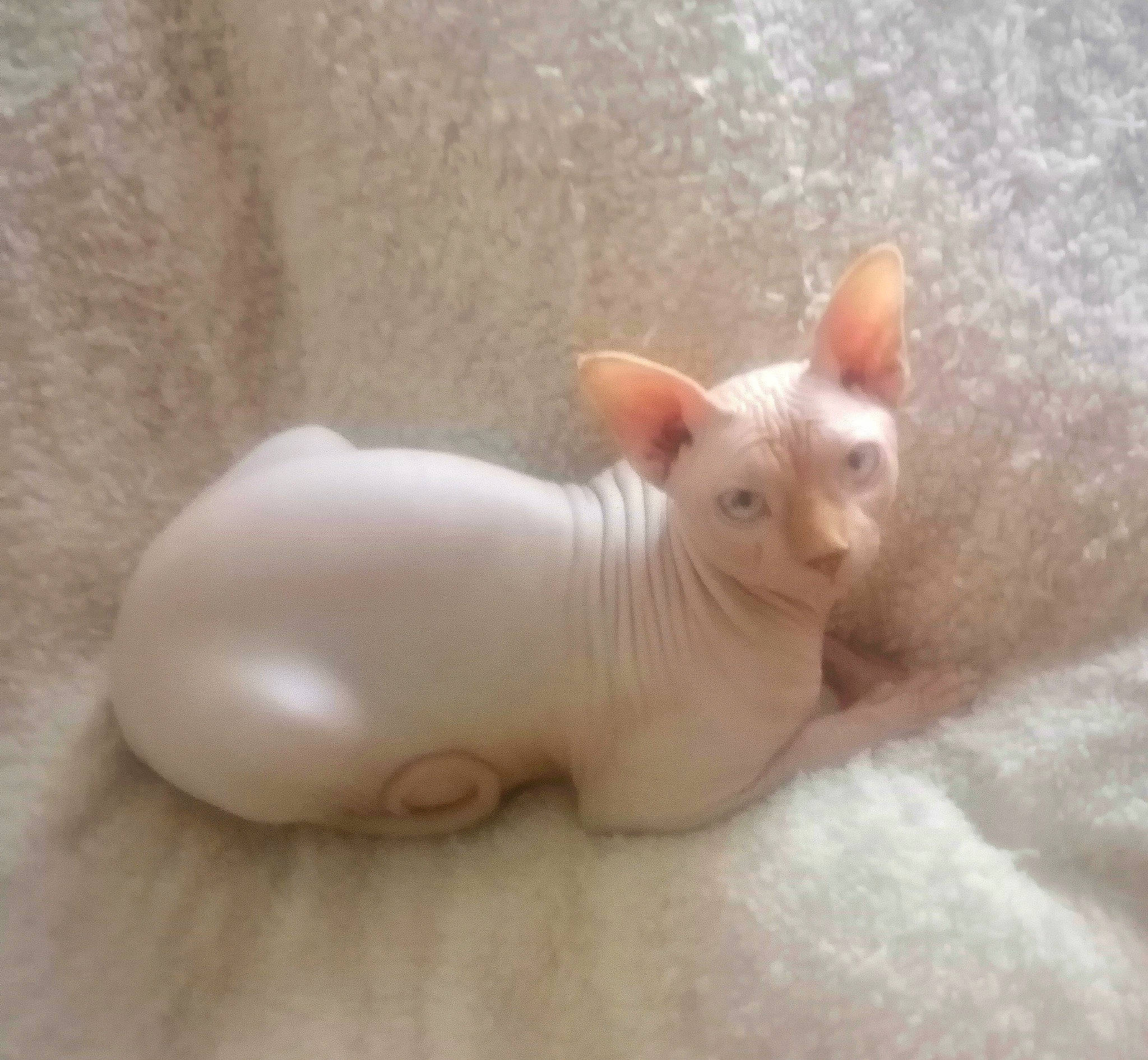 Uppercut a rejoint le concours — aidez-le/la à gagner de superbes lots ! animal_figure, carnivore, cat, ear, fawn, felidae, nail, natural_material, paw, small_to_medium_sized_cats, snout, sphynx, tail, terrestrial_animal, toy, whiskers, wood