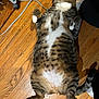 cat, tabby_cat, belly_up, paws, hardwood_floor, wood_floor, indoor, pet, whiskers, sleeping, relaxed, chubby_cat, fur, white_belly, stripes, tail, cable, sock, floorboards, cozy