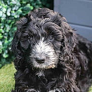 Luna is registered to the contest to win money with this photo: puppy, dog, curly_fur, black_and_white, grass, outdoor, pet, animal, cute, closeup, face, fur, young_dog, nature, greenery, adorable, lying_down, small_dog, portrait, fluffy