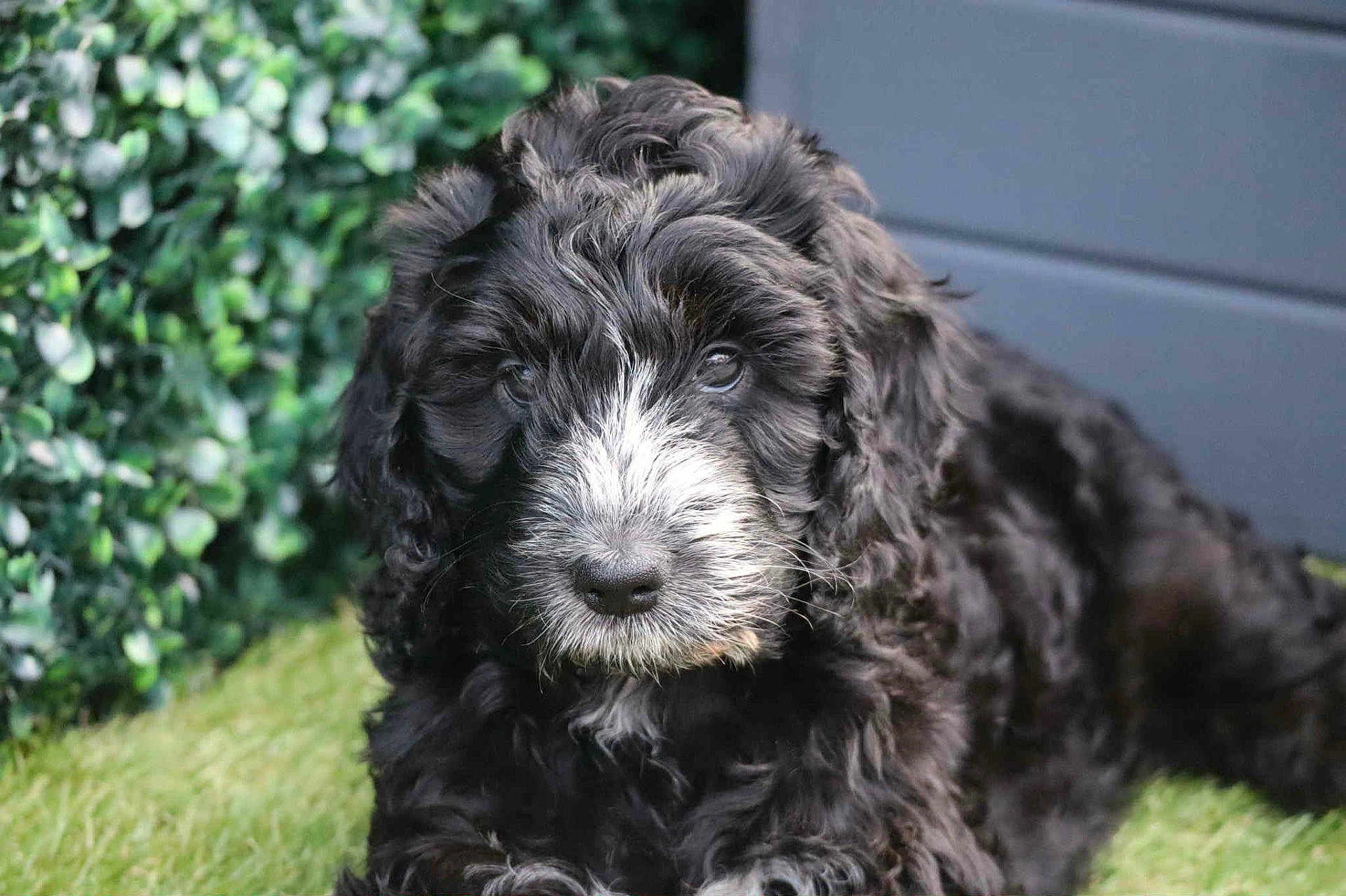 Luna is registered to the contest to win money with this photo: puppy, dog, curly_fur, black_and_white, grass, outdoor, pet, animal, cute, closeup, face, fur, young_dog, nature, greenery, adorable, lying_down, small_dog, portrait, fluffy