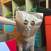 Cannelle participe au concours pour gagner de l'argent avec cette photo : cat, ginger_cat, paper_bag, mask, pet, indoor, sitting, cardboard_box, hand, shelf, books, gaming, xbox_360, orange, cute, funny, disguise, animal, home, floor