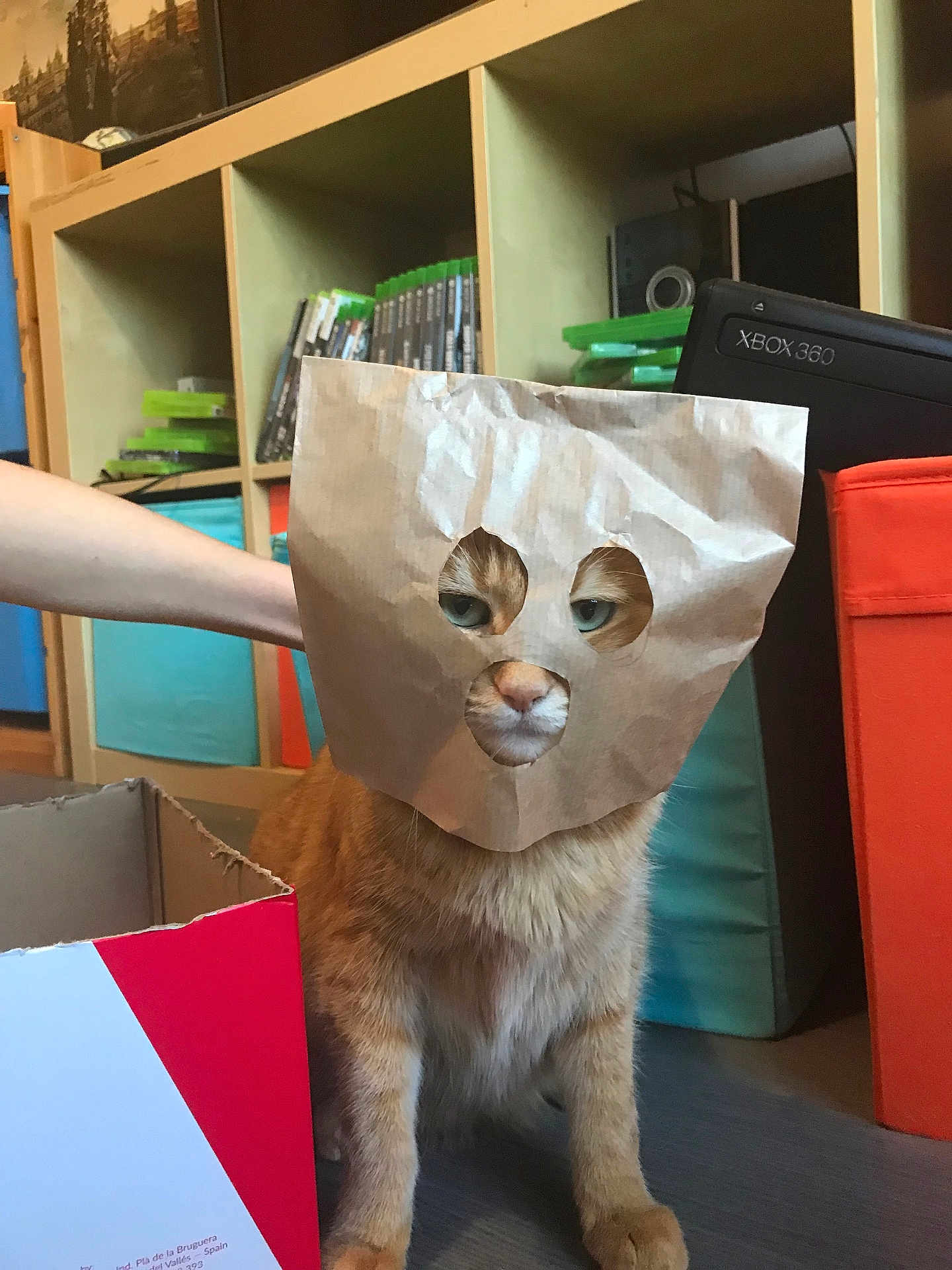 Cannelle participe au concours pour gagner de l'argent avec cette photo : cat, ginger_cat, paper_bag, mask, pet, indoor, sitting, cardboard_box, hand, shelf, books, gaming, xbox_360, orange, cute, funny, disguise, animal, home, floor