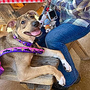 Daisy is registered to the contest to win money with this photo: animal, blue_jeans, brown_dog, casual_clothing, closeup, collar, device, dog, happy, indoor, leash, person, pet, plaid_shirt, plush_keychains, resting, sitting, smiling, wood, wooden_bench