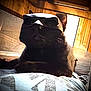 animal, black_cat, cat, closeup, cozy, cushion, dramatic_lighting, face_covering, fur, indoor, light, mask, mystery, pattern, pet, resting, shadow, texture, whiskers, wood_paneling
