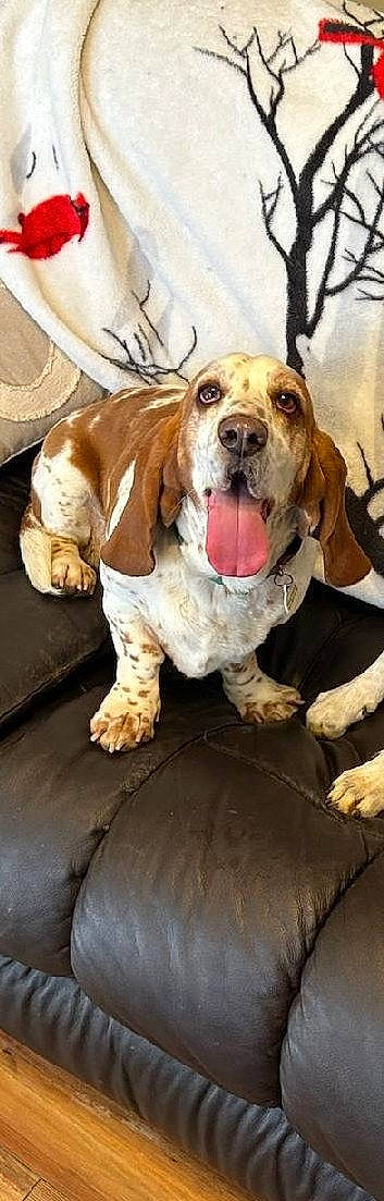 Daisy Mae joined the competition — help win amazing prizes! ancient_dog_breeds, ball, basset_hound, carnivore, companion_dog, dog, dog_breed, dog_supply, fur, hound, hunting_dog, liver, non_sporting_group, paw, scent_hound, spaniel, tennis_ball, wood, working_animal, working_dog