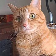 Lucky joined the competition — help win amazing prizes! animal, cat, close_up, curious, domestic_cat, face, feline, fur, green_eyes, household, indoor, orange_tabby, pet, pink_nose, portrait, sitting, soft_light, tabby_pattern, whiskers