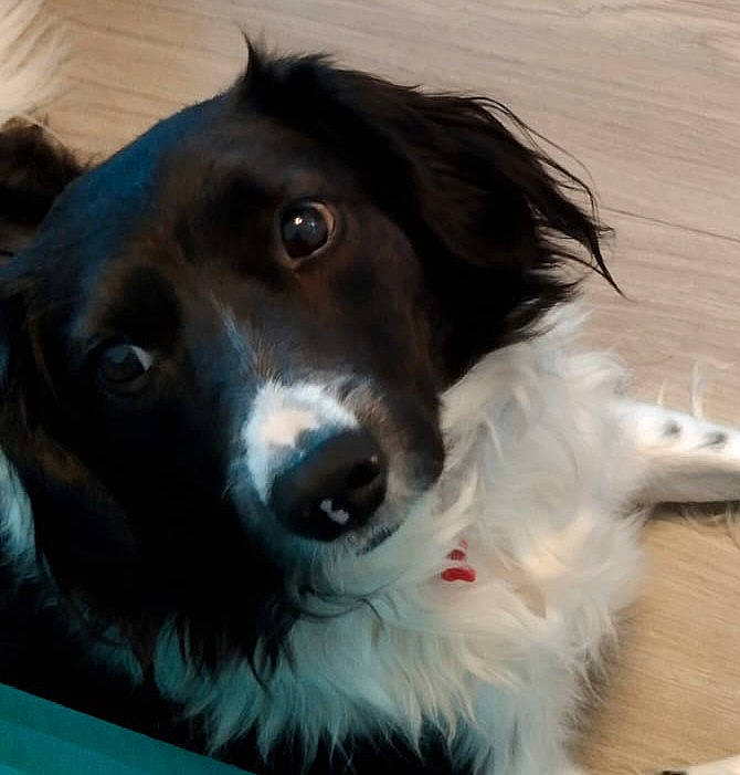 Perla participe au concours pour gagner de l'argent avec cette photo : borador, border_collie, canidae, carnivore, cocker_spaniel, companion_dog, dog, dog_breed, dog_collar, fang, fur, gun_dog, liver, small_greek_domestic_dog, snout, spaniel, sporting_group, whiskers, working_animal, working_dog