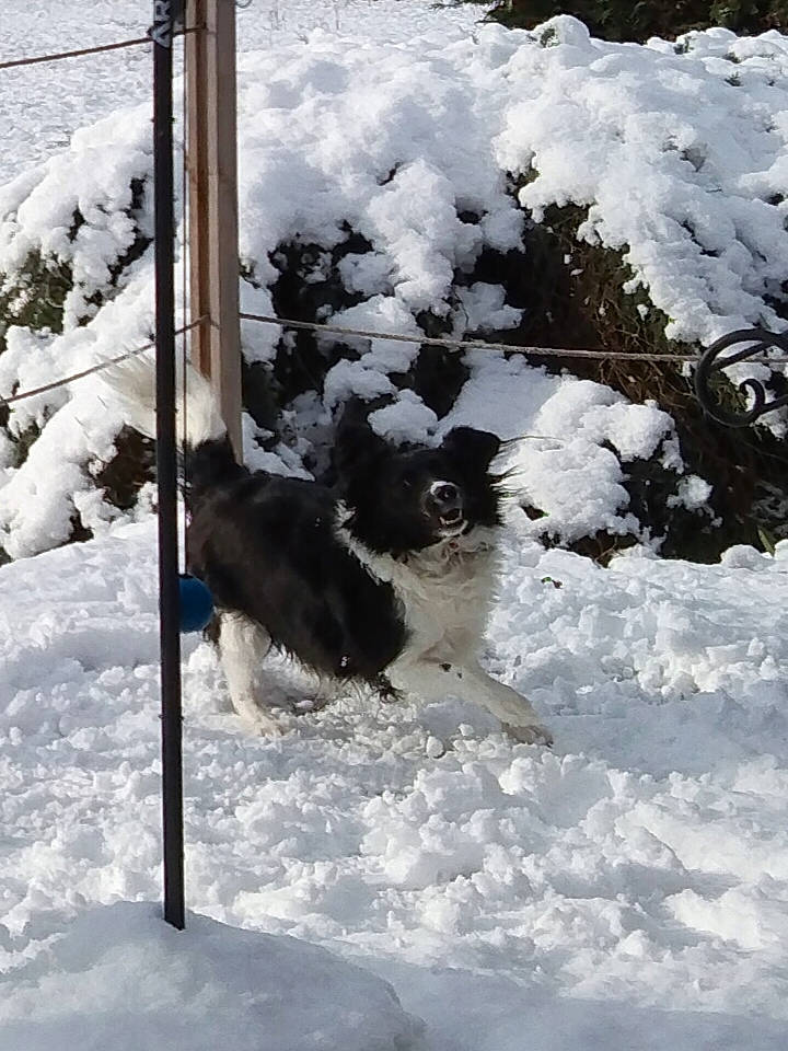 Perla a rejoint le concours — aidez-le/la à gagner de superbes lots ! canidae, carnivore, dog, dog_breed, event, freezing, frost, fur, geological_phenomenon, precipitation, recreation, shovel, slope, snow, sporting_group, twig, winter, winter_storm, working_animal