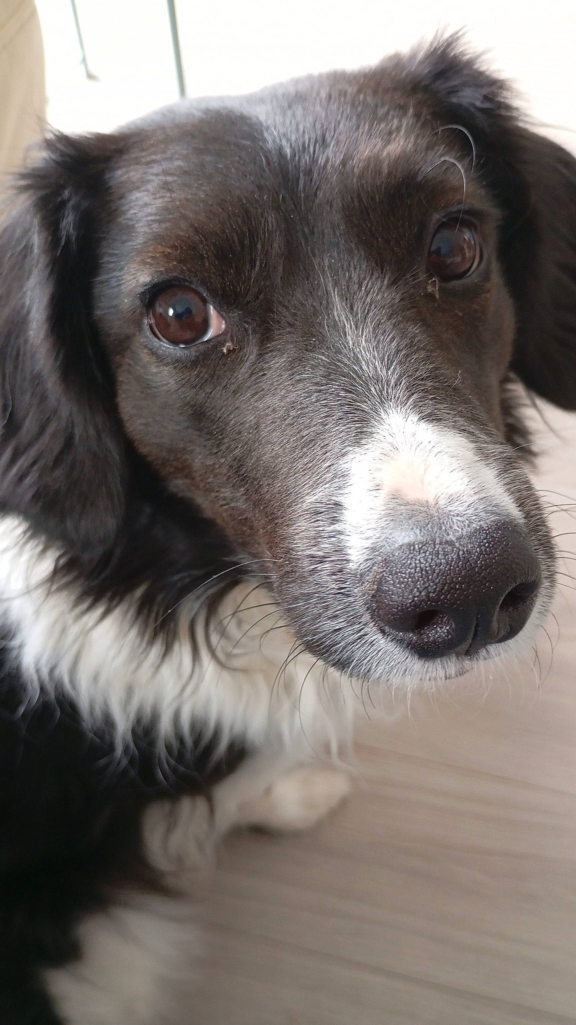 Perla participe au concours pour gagner de l'argent avec cette photo : borador, border_collie, canidae, carnivore, companion_dog, dog, dog_breed, fur, gun_dog, liver, puppy, snout, spaniel, sporting_group, terrestrial_animal, whiskers, working_animal, working_dog