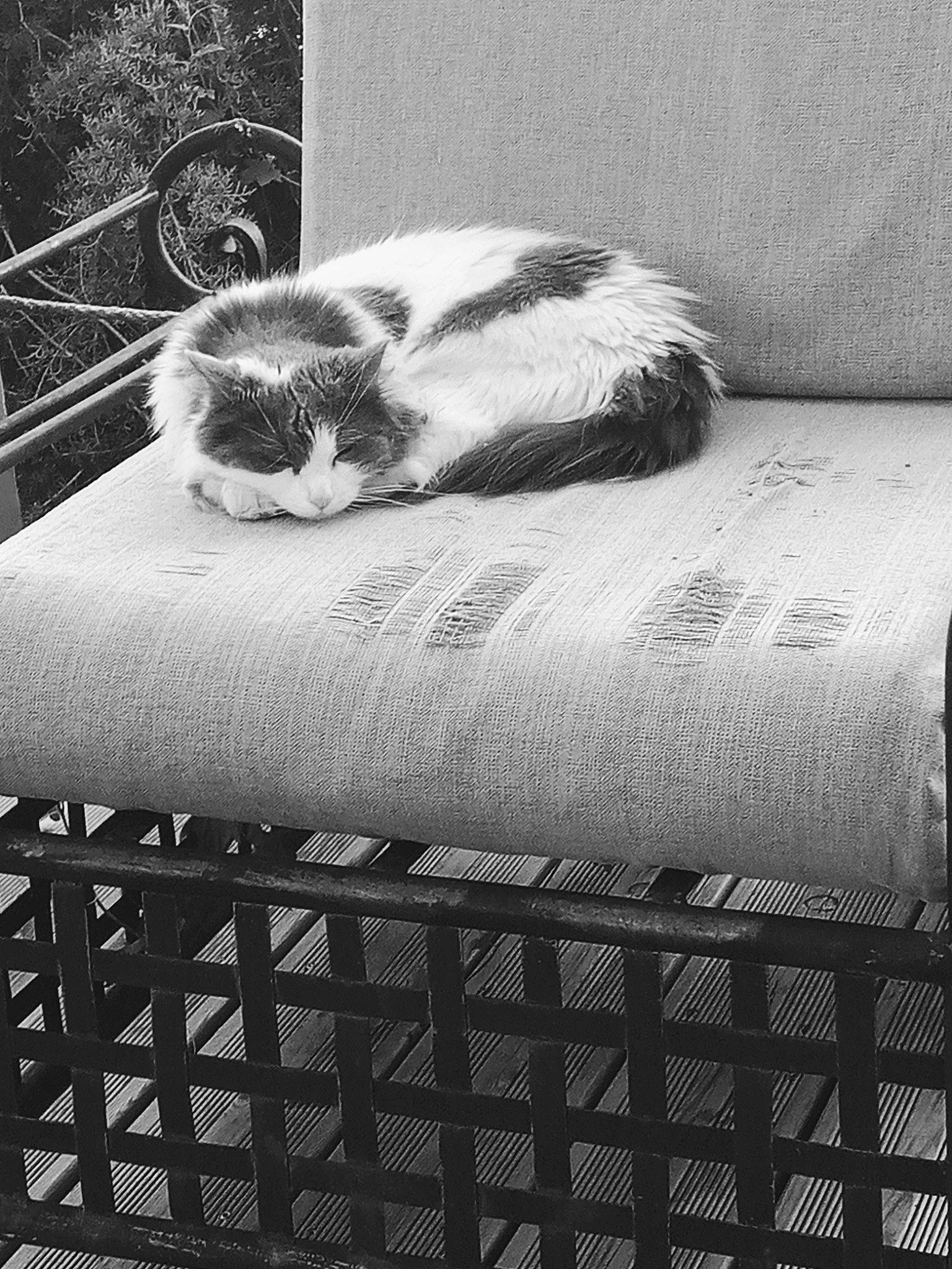 Paillette participe au concours pour gagner de l'argent avec cette photo : black, black_and_white, carnivore, cat, comfort, felidae, grass, grey, linens, mammal, mesh, monochrome, monochrome_photography, photograph, small_to_medium_sized_cats, style, textile, whiskers, white, wood