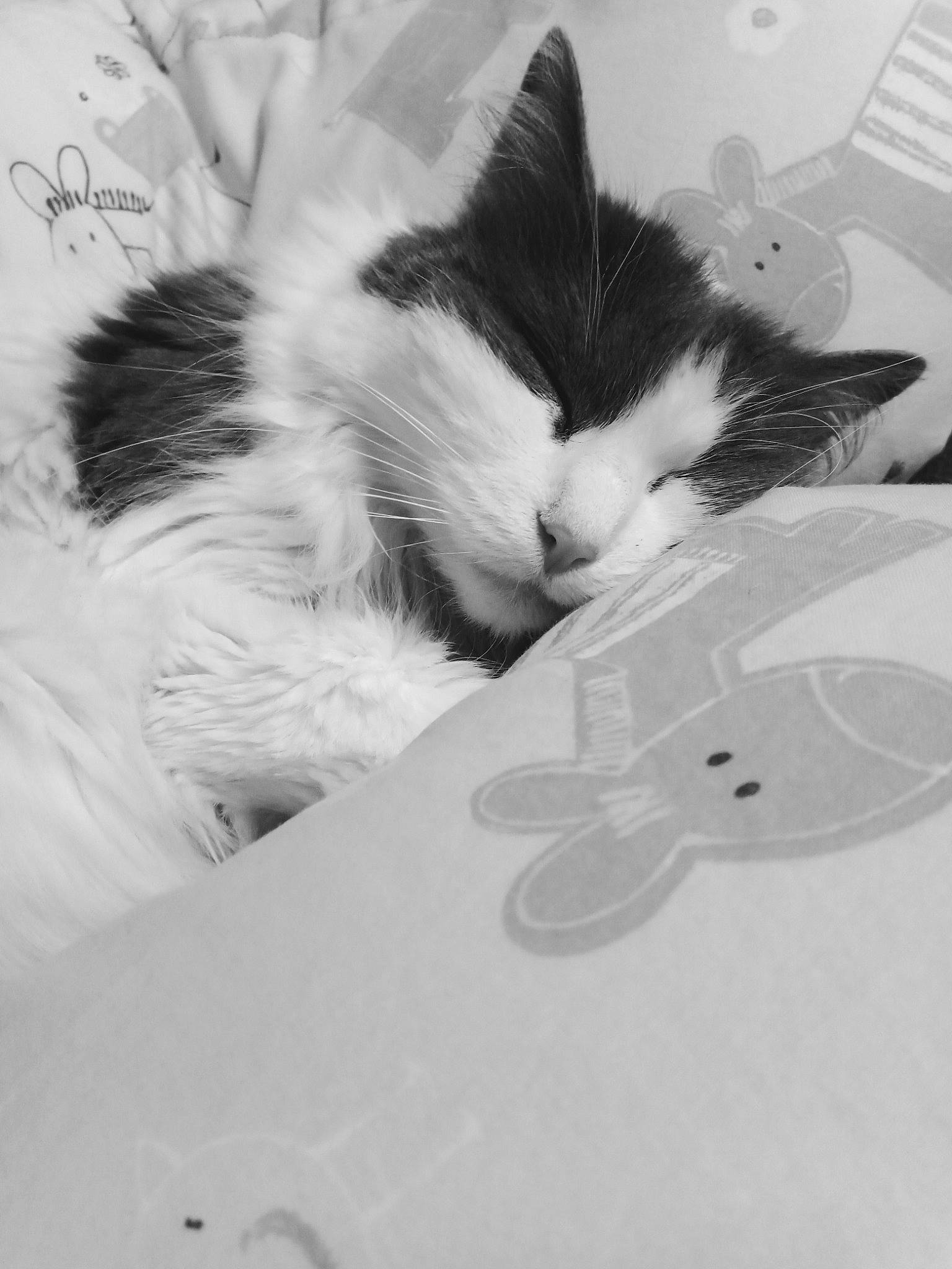 Paillette a rejoint le concours — aidez-le/la à gagner de superbes lots ! art, black_and_white, carnivore, cat, claw, cloud, comfort, domestic_short_haired_cat, felidae, font, fur, iris, monochrome, monochrome_photography, paw, small_to_medium_sized_cats, snout, style, tail, whiskers