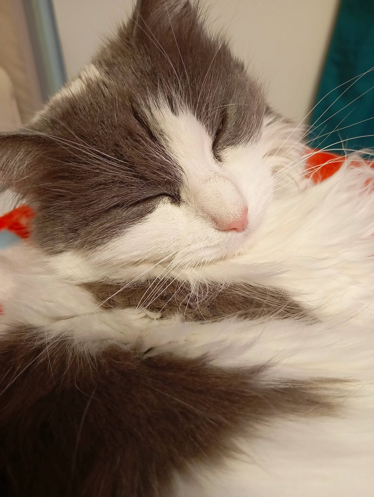 Paillette participe au concours pour gagner de l'argent avec cette photo : carnivore, cat, claw, close_up, cloud, comfort, domestic_short_haired_cat, ear, felidae, fur, nap, nose, paw, sleep, small_to_medium_sized_cats, snout, tail, whiskers