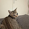 Nougat a rejoint le concours — aidez-le/la à gagner de superbes lots ! cat, tabby, pet, animal, indoor, couch, gray, fur, whiskers, ears, tail, looking_back, curious, domestic, feline, resting, household, door, background, cozy