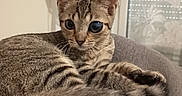Nougat a rejoint le concours — aidez-le/la à gagner de superbes lots ! cat, tabby_cat, indoor, couch, furniture, fan, curious, animal, pet, relaxed, striped, gray, cozy, living_room, one_eye, unusual_eye, domestic_cat, resting, close_up, cute