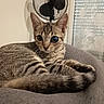cat, tabby_cat, indoor, couch, furniture, fan, curious, animal, pet, relaxed, striped, gray, cozy, living_room, one_eye, unusual_eye, domestic_cat, resting, close_up, cute