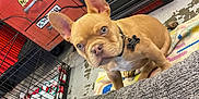 Monty is registered to the contest to win money with this photo: french_bulldog, puppy, dog, blanket, dog_crate, toy, sock, couch, garage, tool_chest, floor, collar, pet, indoor, curious, ears, pet_accessory, pet_bed, colorful, pet_toy