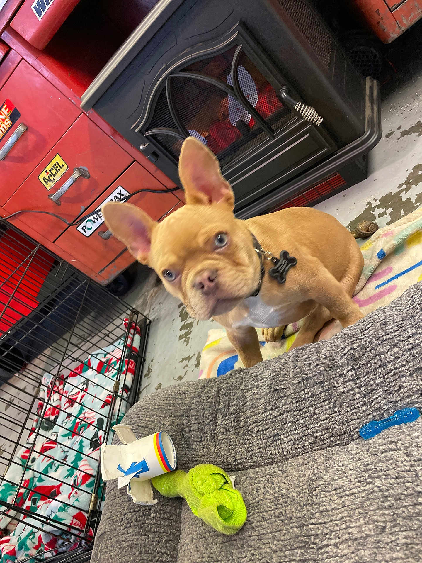 Monty is registered to the contest to win money with this photo: french_bulldog, puppy, dog, blanket, dog_crate, toy, sock, couch, garage, tool_chest, floor, collar, pet, indoor, curious, ears, pet_accessory, pet_bed, colorful, pet_toy
