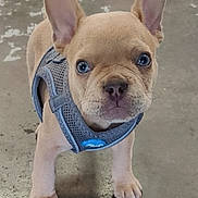 Monty joined the competition — help win amazing prizes! puppy, dog, french_bulldog, harness, blue_eyes, concrete_floor, indoor, blanket, curious, pet, young, small_dog, canine, animal, looking_at_camera, ears_up, standing, close_up, floor, background