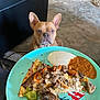 Monty joined the competition — help win amazing prizes! dog, pizza, plate, food, cheese, mushrooms, green_pepper, red_pepper, sauce, living_room, carpet, furniture, sofa, ear, pet, animal, waiting, brown_dog, home, indoor