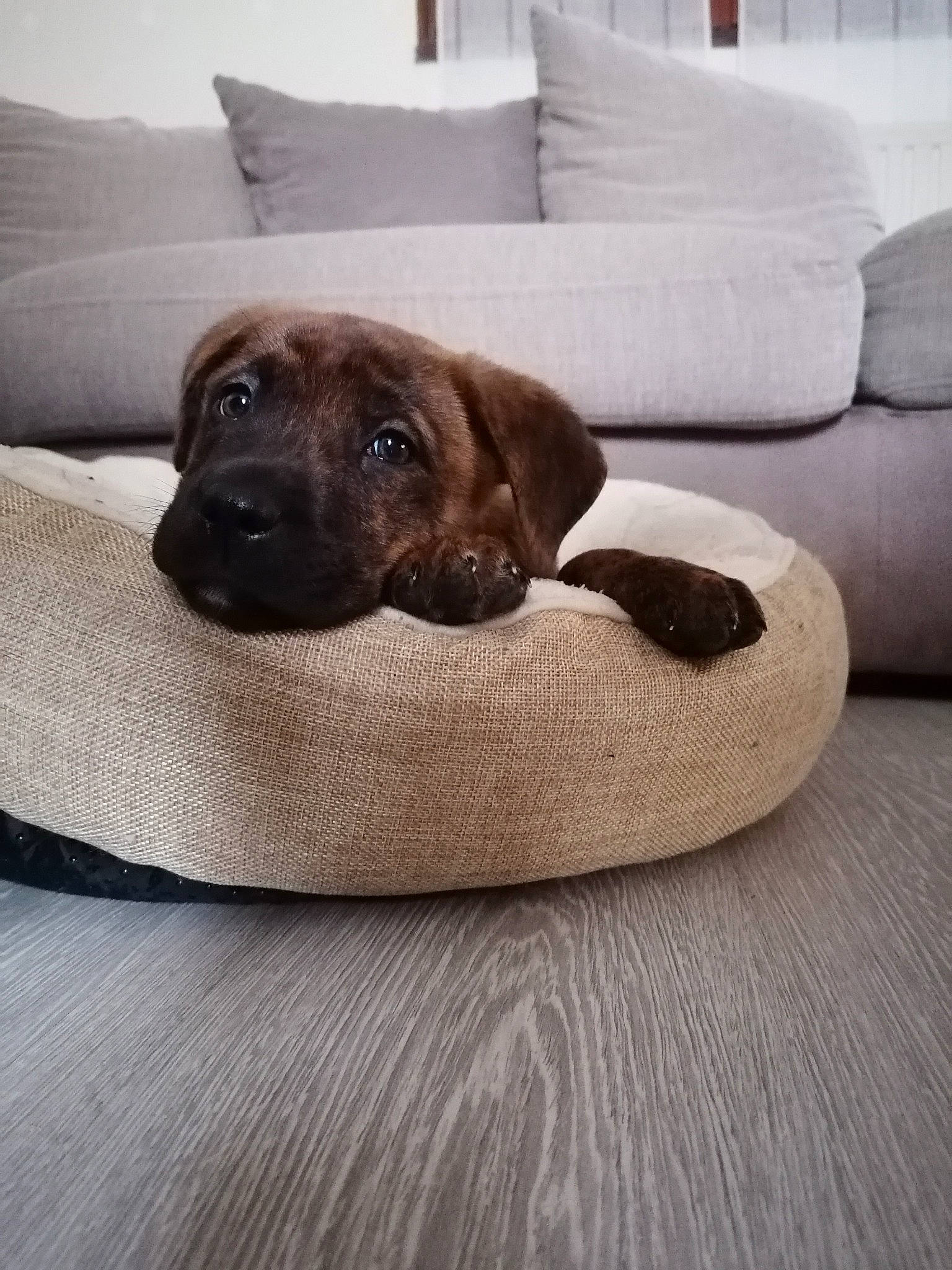 Paco a rejoint le concours — aidez-le/la à gagner de superbes lots ! black_mouth_cur, boerboel, bullmastiff, canidae, carnivore, comfort, companion_dog, dog, dog_bed, dog_breed, english_mastiff, fawn, floor, flooring, furniture, labrador_retriever, puppy, rhodesian_ridgeback, sporting_group