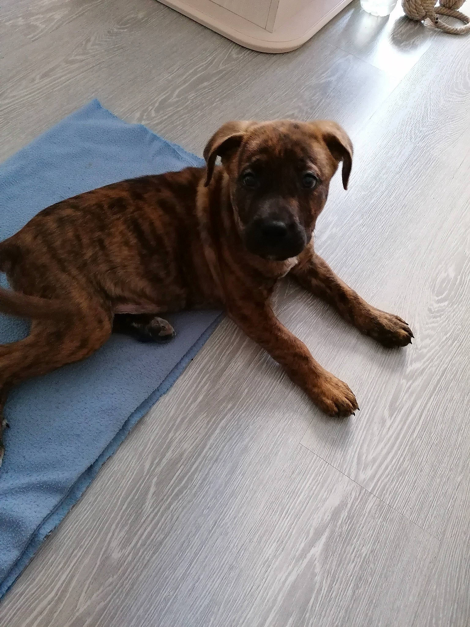 Paco a rejoint le concours — aidez-le/la à gagner de superbes lots ! alaunt, boxer, bullmastiff, canidae, carnivore, cimarron_uruguayo, dog, dog_breed, fawn, mammal, perro_de_presa_mallorquin, rare_breed_dog, treeing_tennessee_brindle, vertebrate