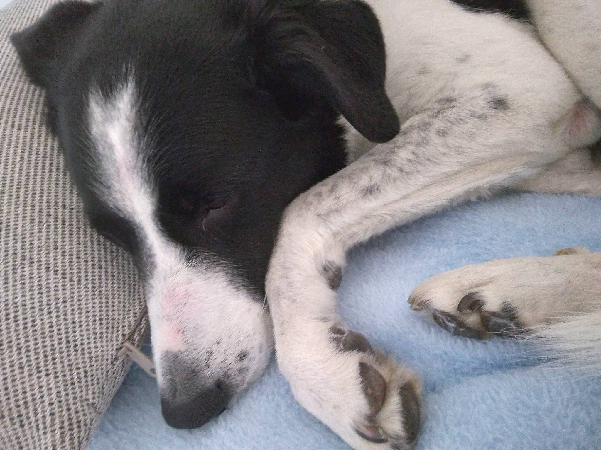 Diego participe au concours pour gagner de l'argent avec cette photo : bored, canidae, carnivore, comfort, companion_dog, couch, dog, dog_breed, fawn, fur, mammal, nap, paw, snout, sporting_group, tail, terrestrial_animal, vertebrate, whiskers, working_animal