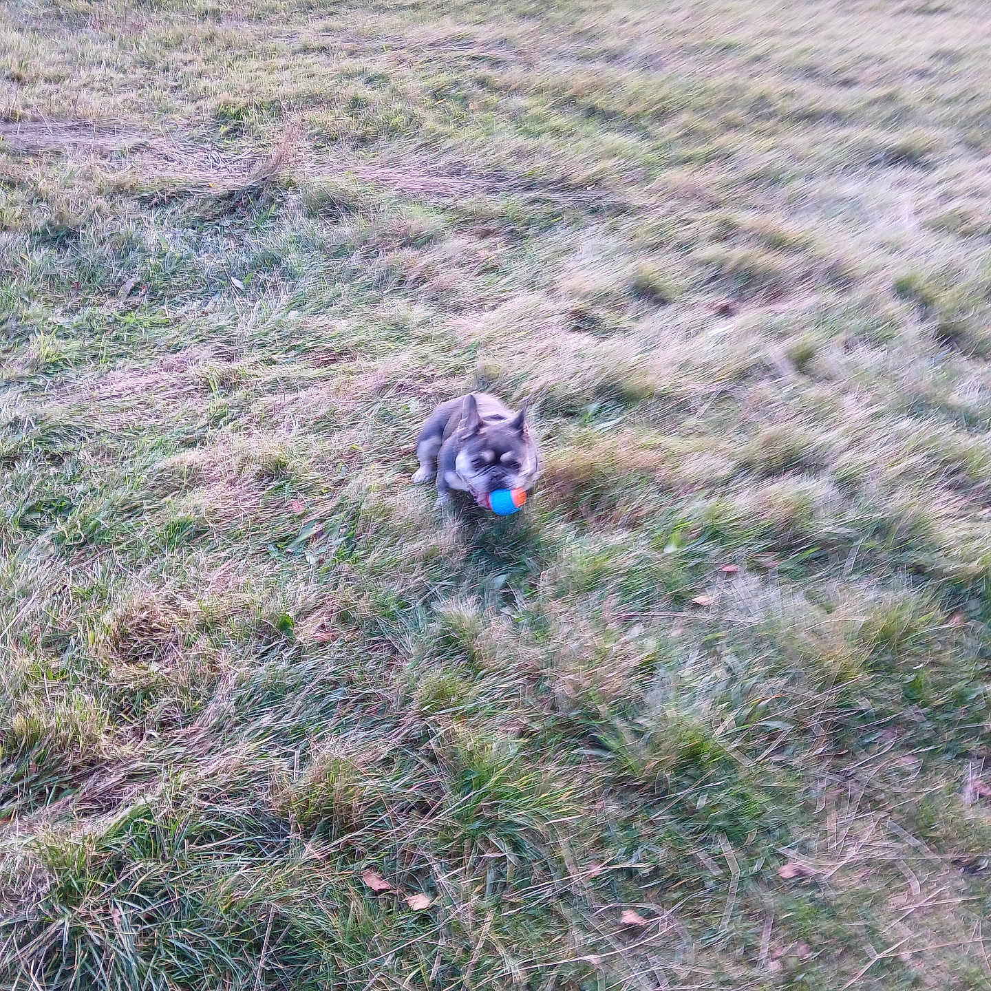 Sasha is registered to the contest to win money with this photo: accessories, animal, canine, cat, coyote, dog, field, grass, grassland, land, lawn, leash, nature, outdoors, pet, plant, puppy, strap, vegetation, yard