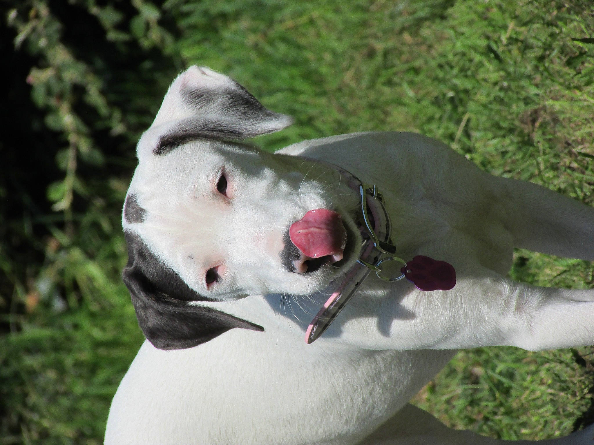 Suki a rejoint le concours — aidez-le/la à gagner de superbes lots ! canidae, carnivore, collar, companion_dog, dog, dog_breed, dog_collar, fang, grass, non_sporting_group, plant, rampur_greyhound, snout, sporting_group, terrestrial_animal, whiskers, working_animal