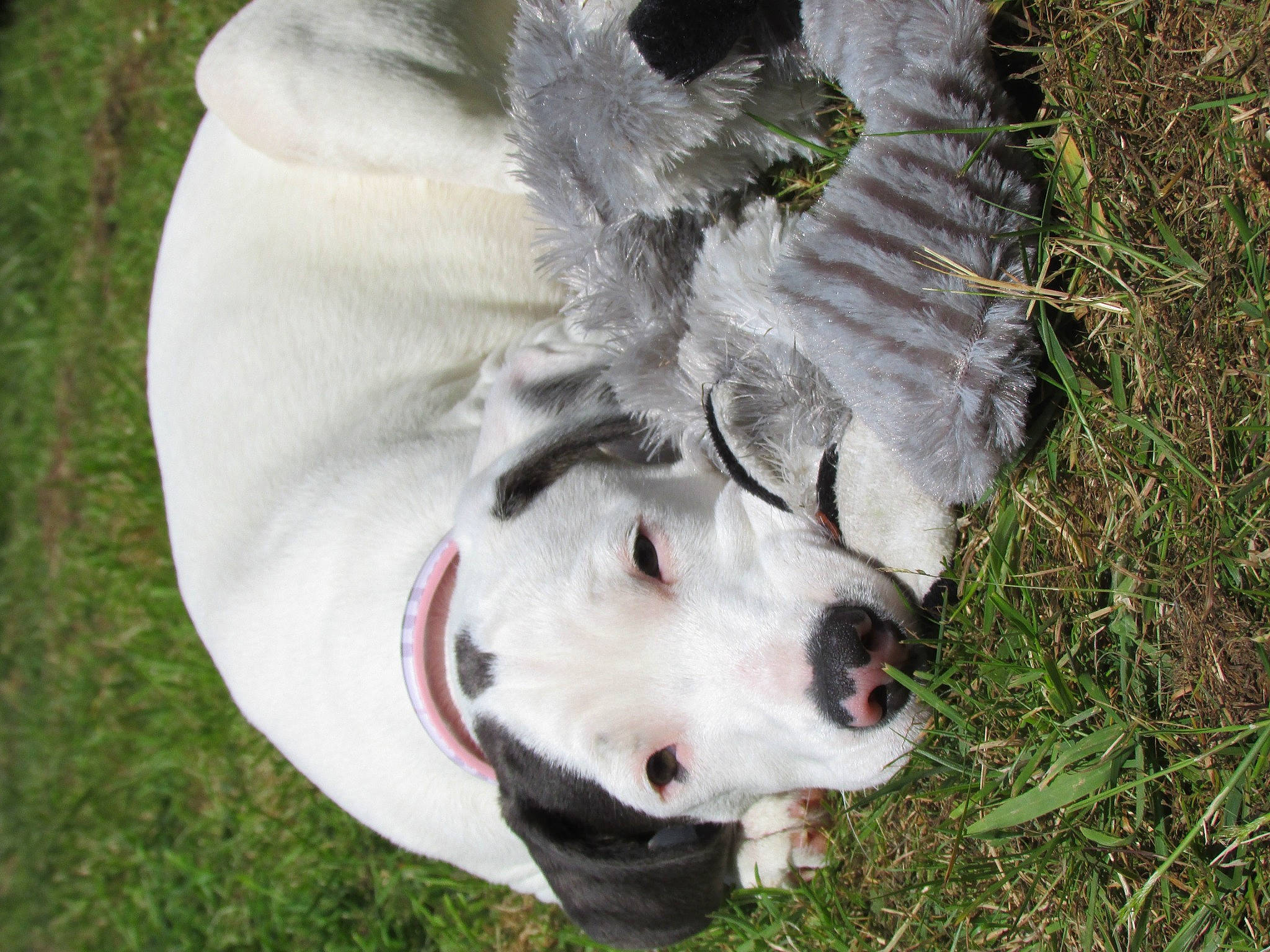 Suki a rejoint le concours — aidez-le/la à gagner de superbes lots ! big_cats, canidae, carnivore, companion_dog, dog, dog_breed, fang, felidae, fur, grass, non_sporting_group, plant, snout, sporting_group, terrestrial_animal, whiskers, wildlife, working_animal