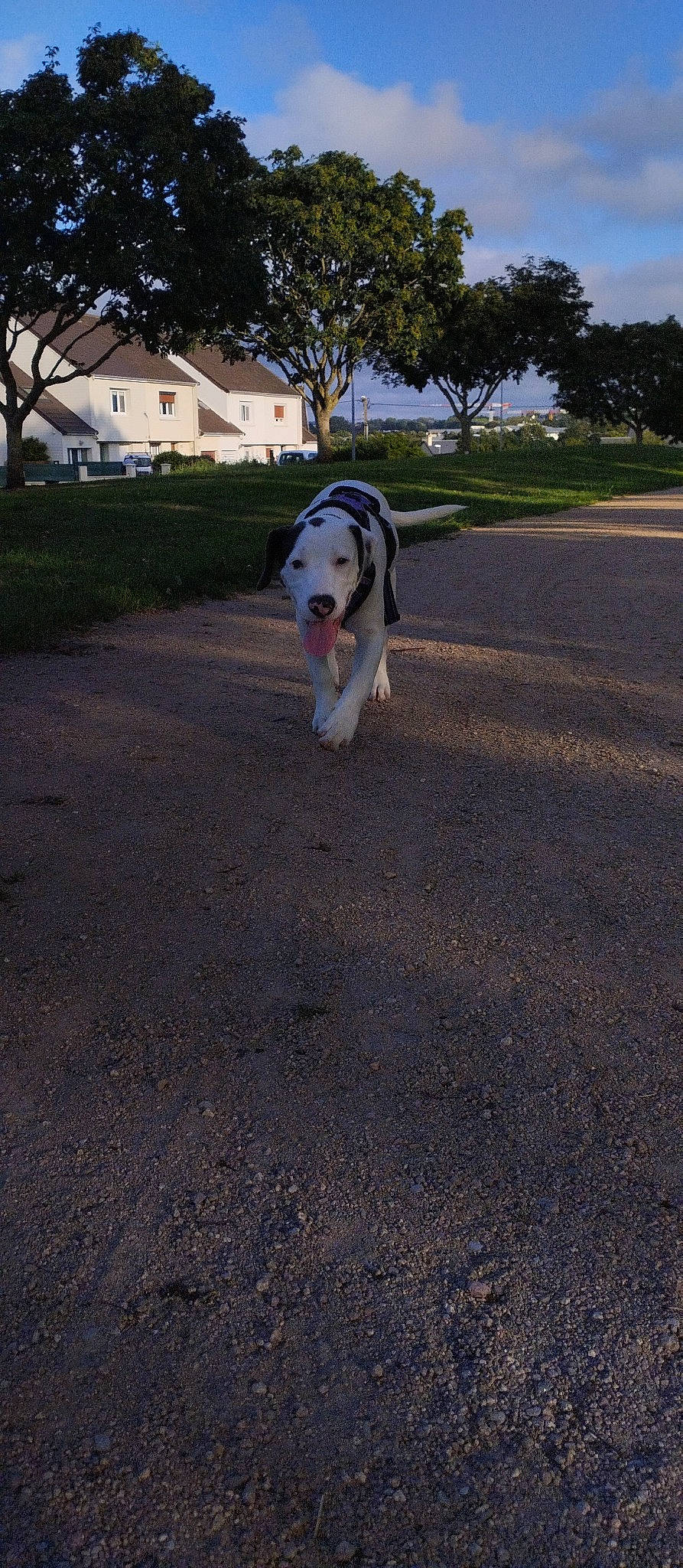 Suki a rejoint le concours — aidez-le/la à gagner de superbes lots ! asphalt, carnivore, collar, companion_dog, dog, dog_breed, dog_supply, fawn, grass, leash, pet_supply, plant, road, road_surface, sky, snout, sporting_group, tail, tree, working_animal