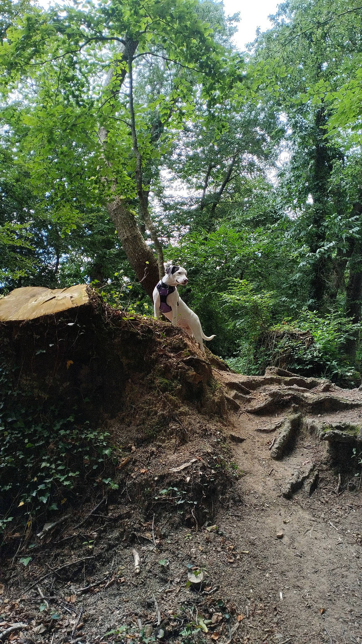 Suki participe au concours pour gagner de l'argent avec cette photo : bedrock, dog, forest, geology, grass, jungle, landscape, outcrop, plant, recreation, rock, slope, soil, temperate_broadleaf_and_mixed_forest, terrestrial_plant, trail, tree, trunk, wood, woodland