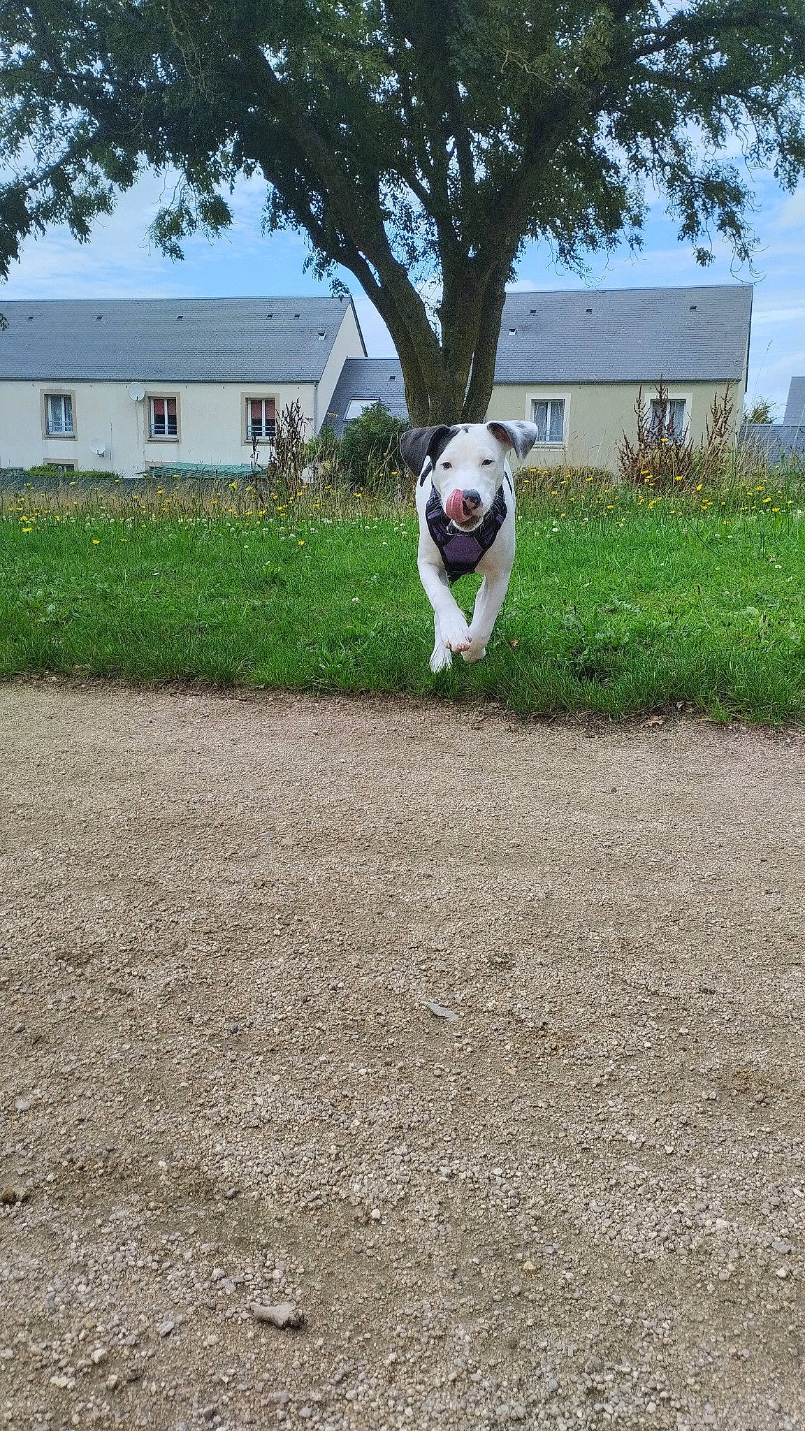 Suki participe au concours pour gagner de l'argent avec cette photo : asphalt, carnivore, companion_dog, dog, dog_breed, fawn, grass, grassland, house, landscape, pasture, plant, shrub, sky, snout, soil, tail, tree, window, working_animal