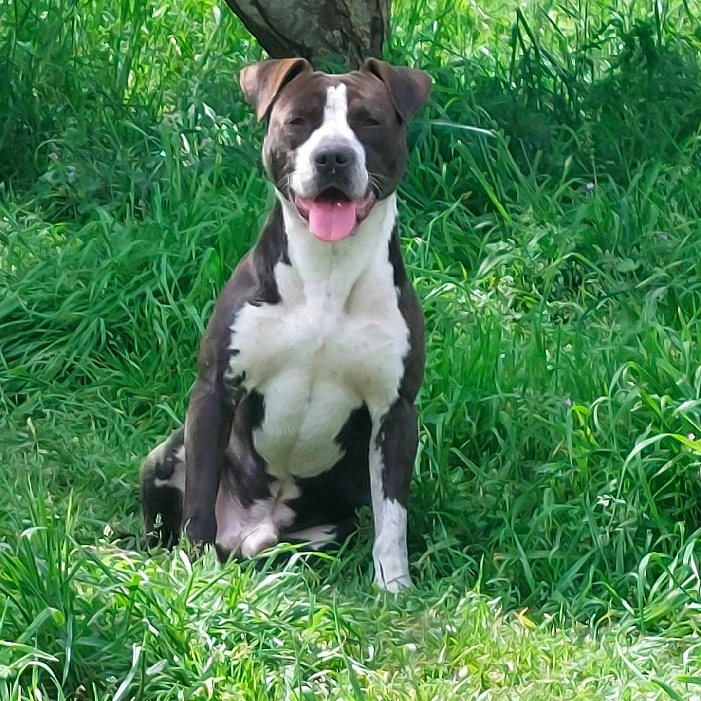 Stan a rejoint le concours — aidez-le/la à gagner de superbes lots ! animal, bird, bostonbull, boxer, bulldog, canine, dog, field, grass, grassland, green, nature, outdoors, penguin, pet, pitbull, plant, puppy, tree, vegetation