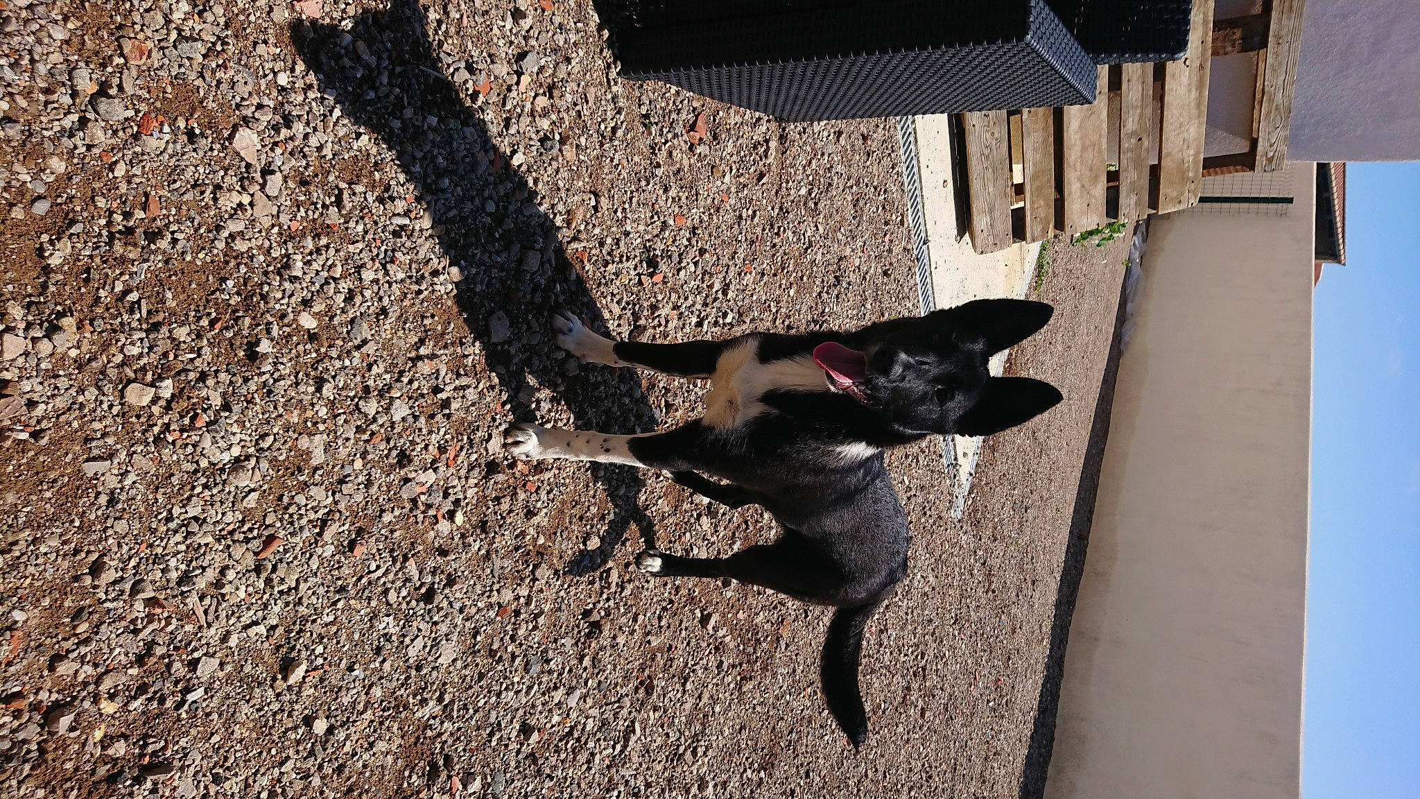 Nalah participe au concours pour gagner de l'argent avec cette photo : black_cat, canidae, carnivore, cat, dog_breed, felidae, small_to_medium_sized_cats, sporting_group, tail