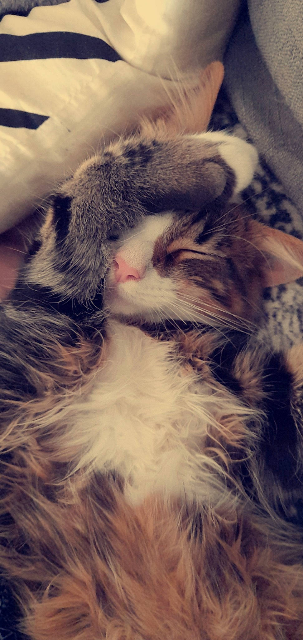 Flamby participe au concours pour gagner de l'argent avec cette photo : carnivore, cat, claw, close_up, cloud, comfort, eye, felidae, fur, hand, happy, iris, meteorological_phenomenon, mountain, paw, sky, small_to_medium_sized_cats, snout, tail, whiskers