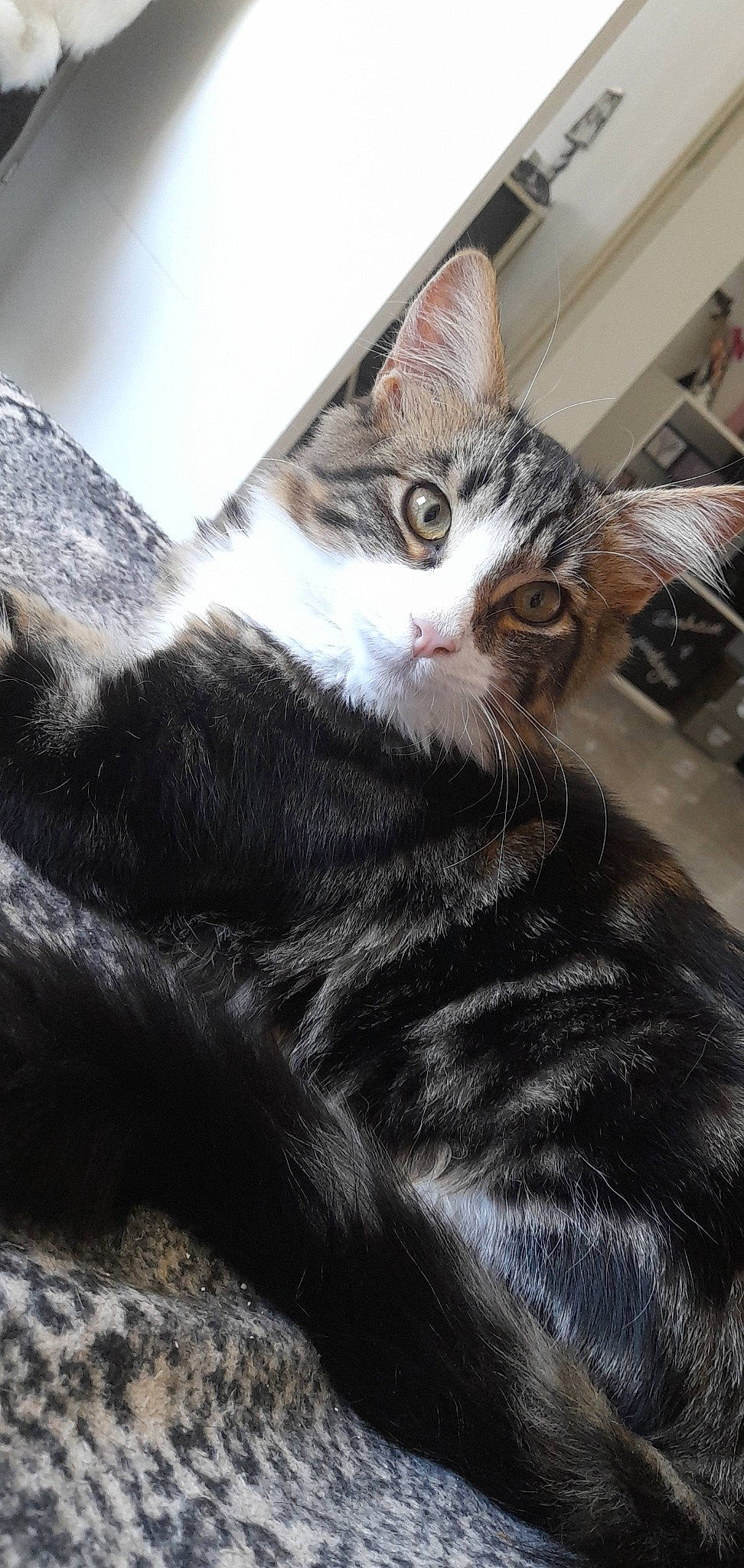 Flamby a rejoint le concours — aidez-le/la à gagner de superbes lots ! carnivore, cat, claw, comfort, domestic_short_haired_cat, eye, felidae, fur, hair, head, paw, small_to_medium_sized_cats, snout, tail, terrestrial_animal, tree, whiskers