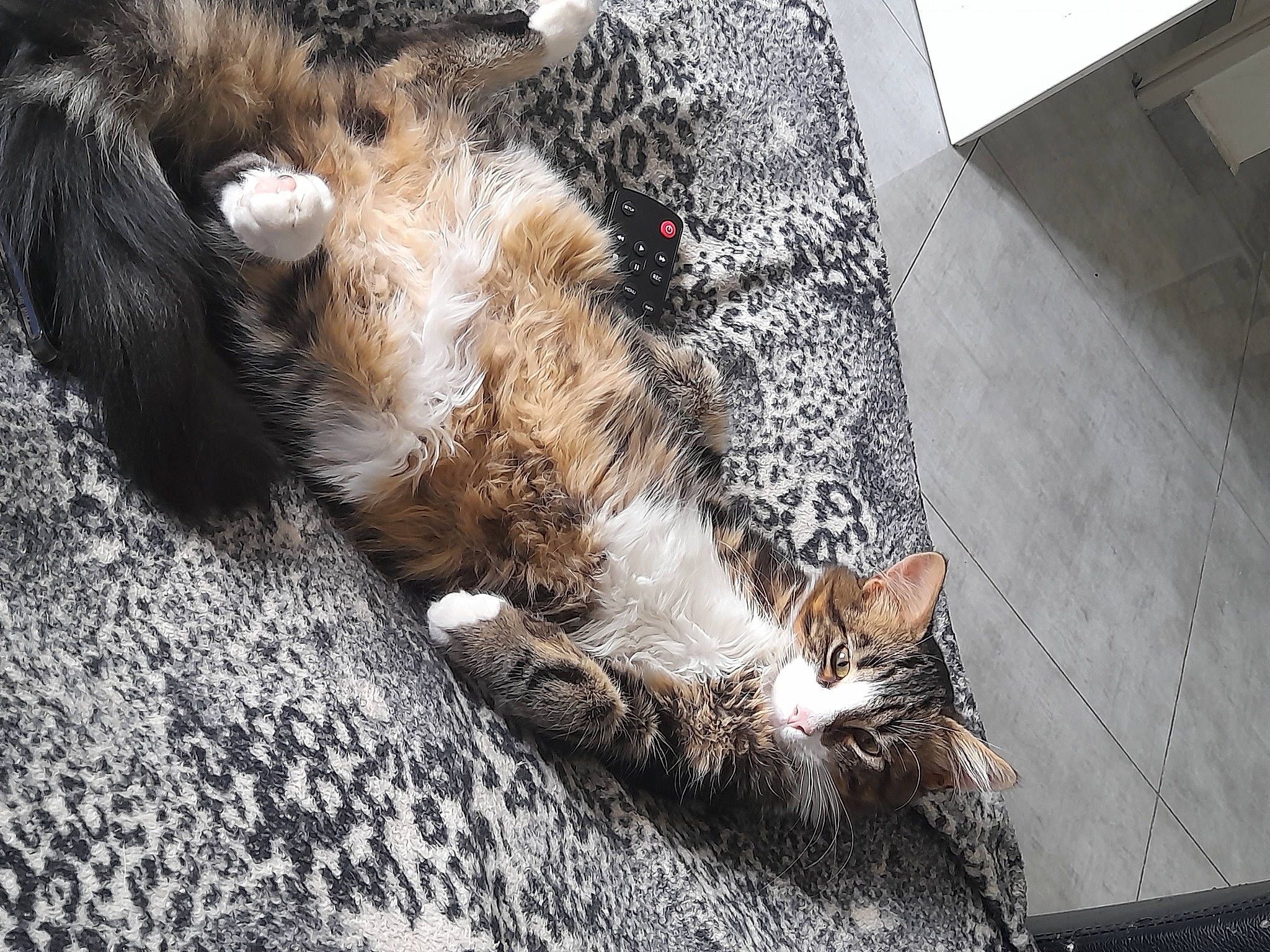 Flamby participe au concours pour gagner de l'argent avec cette photo : carnivore, cat, claw, dog_breed, domestic_short_haired_cat, fawn, felidae, flooring, foot, grey, human_leg, paw, road_surface, small_to_medium_sized_cats, snout, sporting_group, tail, whiskers, window, wood