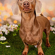 Victor a rejoint le concours — aidez-le/la à gagner de superbes lots ! dog, dachshund, pet, animal, grass, flowers, outdoor, portrait, brown, cute, ears, eyes, fur, canine, snout, paw, nature, background_blur, standing, looking_up