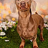 dog, dachshund, pet, animal, grass, flowers, outdoor, portrait, brown, cute, ears, eyes, fur, canine, snout, paw, nature, background_blur, standing, looking_up