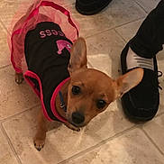 Lilly Bell is registered to the contest to win money with this photo: brown_fur, clothing, collar, cute, dog, ear, floor_tile, indoor, looking_up, outfit, paw, person_leg, pet, portrait, puppy, shoe, slipper, small_dog, tile_floor, tutu