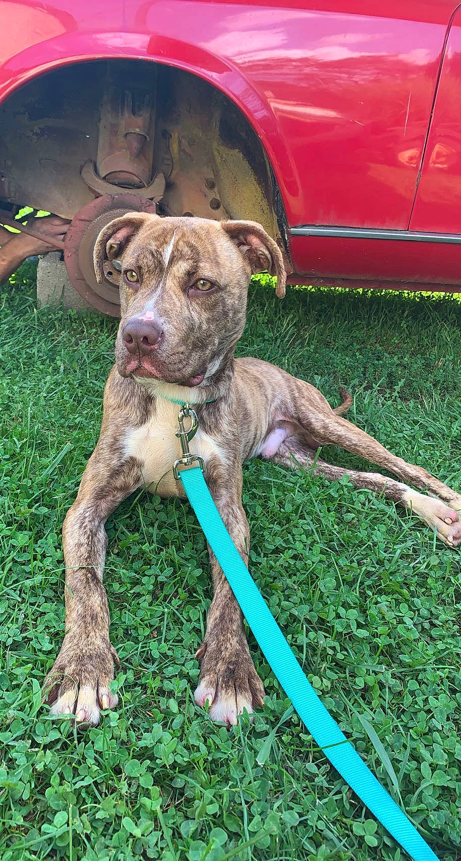 Bruiser is registered to the contest to win money with this photo: automotive_exterior, automotive_lighting, canidae, car, carnivore, collar, companion_dog, dog, dog_breed, dog_collar, dog_supply, fawn, fender, grass, hood, liver, tail, vehicle, vehicle_door, working_animal