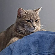 Ruby joined the competition — help win amazing prizes! animal, background, blue_blanket, cat, close_up, curious, domestic_animal, ears, face, feline, fur, gray_cat, indoor, looking, mammal, pet, resting, soft_texture, tabby, whiskers