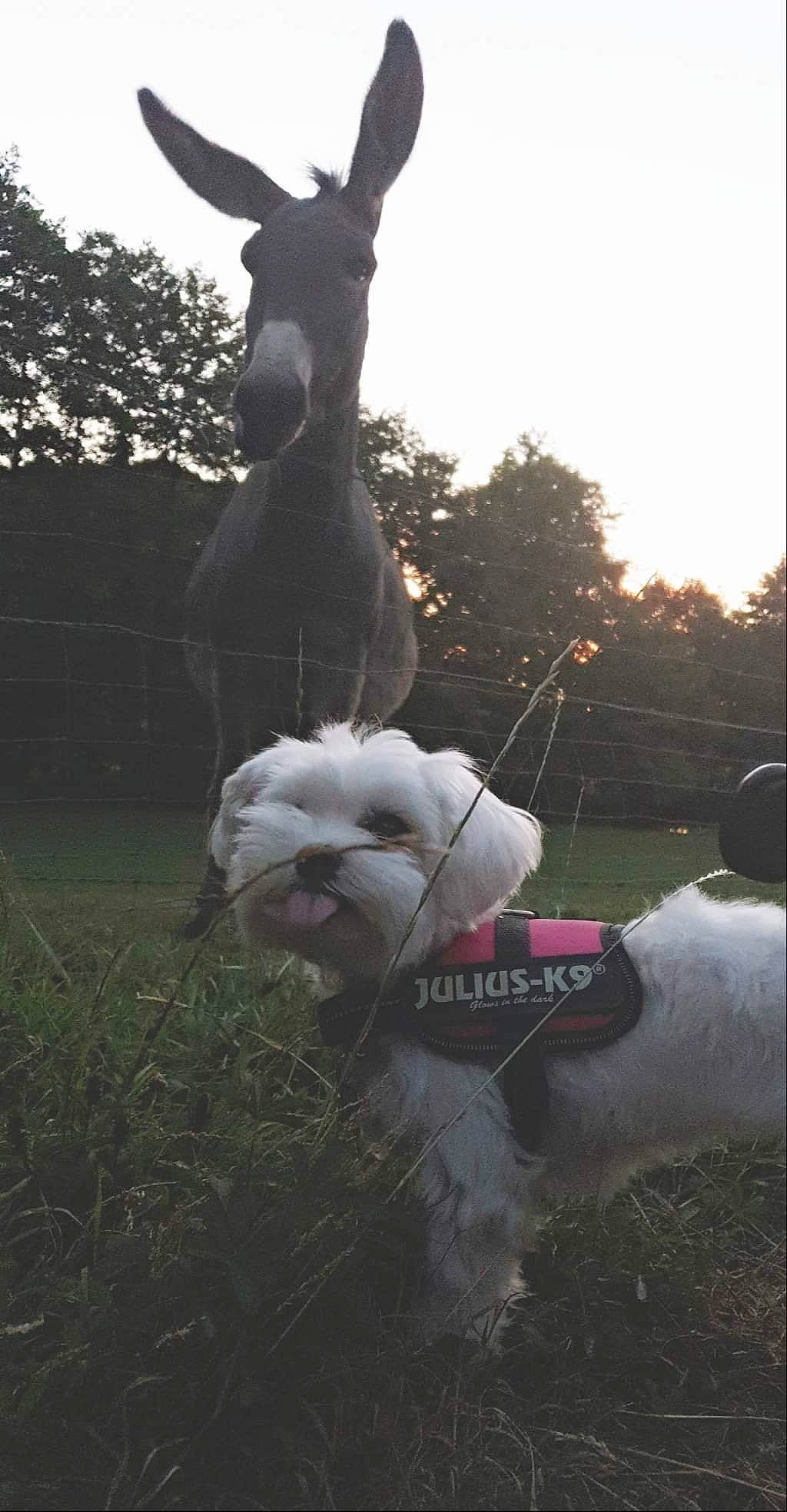 Dyna a rejoint le concours — aidez-le/la à gagner de superbes lots ! american_staffordshire_terrier, bulldog, canidae, carnivore, companion_dog, dog, dog_breed, fawn, non_sporting_group