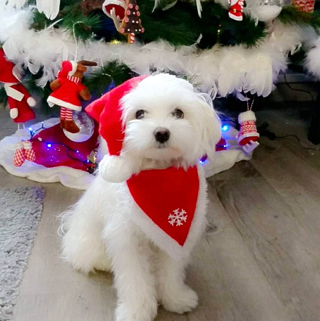 Dyna participe au concours pour gagner de l'argent avec cette photo : bichon, bolognese, canidae, carnivore, companion_dog, coton_de_tulear, dog, dog_breed, dog_clothes, dog_collar, maltepoo, maltese, mammal, non_sporting_group, poodle, puppy, puppy_love, toy_dog, toy_poodle, vertebrate