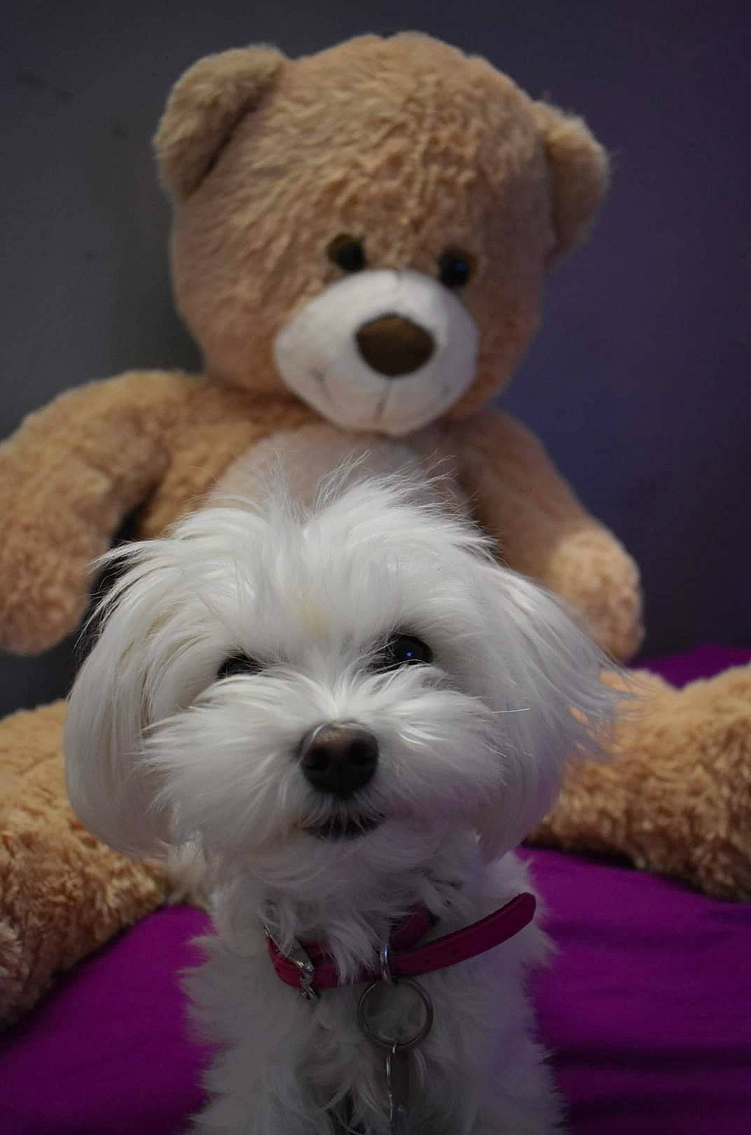 Dyna a rejoint le concours — aidez-le/la à gagner de superbes lots ! bichon, bichon_frise, bolognese, bolonka, canidae, carnivore, companion_dog, dog, dog_breed, havanese, maltepoo, maltese, mammal, non_sporting_group, puppy, puppy_love, schnoodle, skin, snout, vertebrate