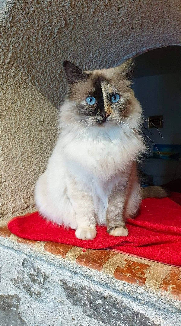 Plume a rejoint le concours — aidez-le/la à gagner de superbes lots ! birman, carnivore, cat, claw, electric_blue, eye, fawn, felidae, flooring, fur, ragdoll, siamese, sitting, small_to_medium_sized_cats, snout, tail, terrestrial_animal, whiskers